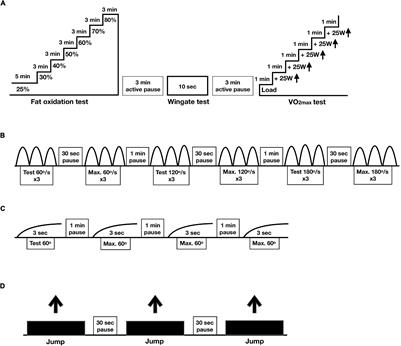 Differential Effects of One Meal per Day in the Evening on Metabolic Health and Physical Performance in Lean Individuals